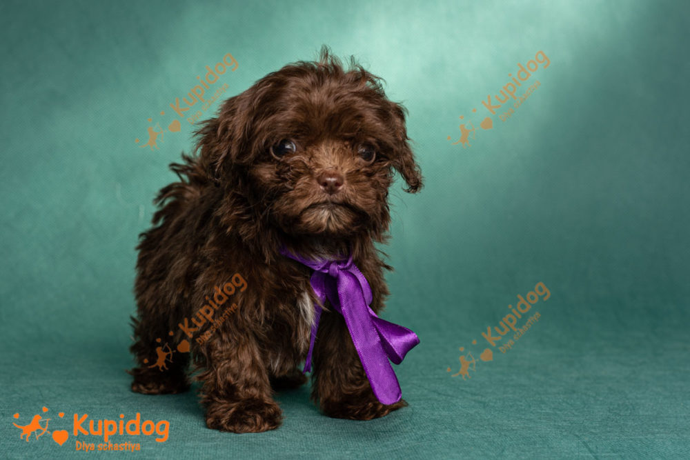 Cachorro Bolonka zwetna 02-2022_6