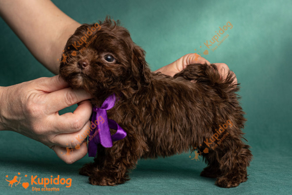 Cachorro Bolonka zwetna 02-2022_6