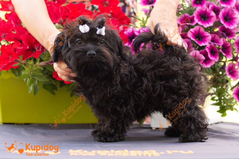Puppy Bolonka Zwetna