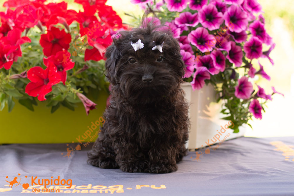 Puppy Bolonka Zwetna
