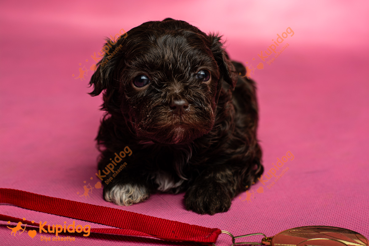 Puppy Bolonka Zwetna  04-2024_3