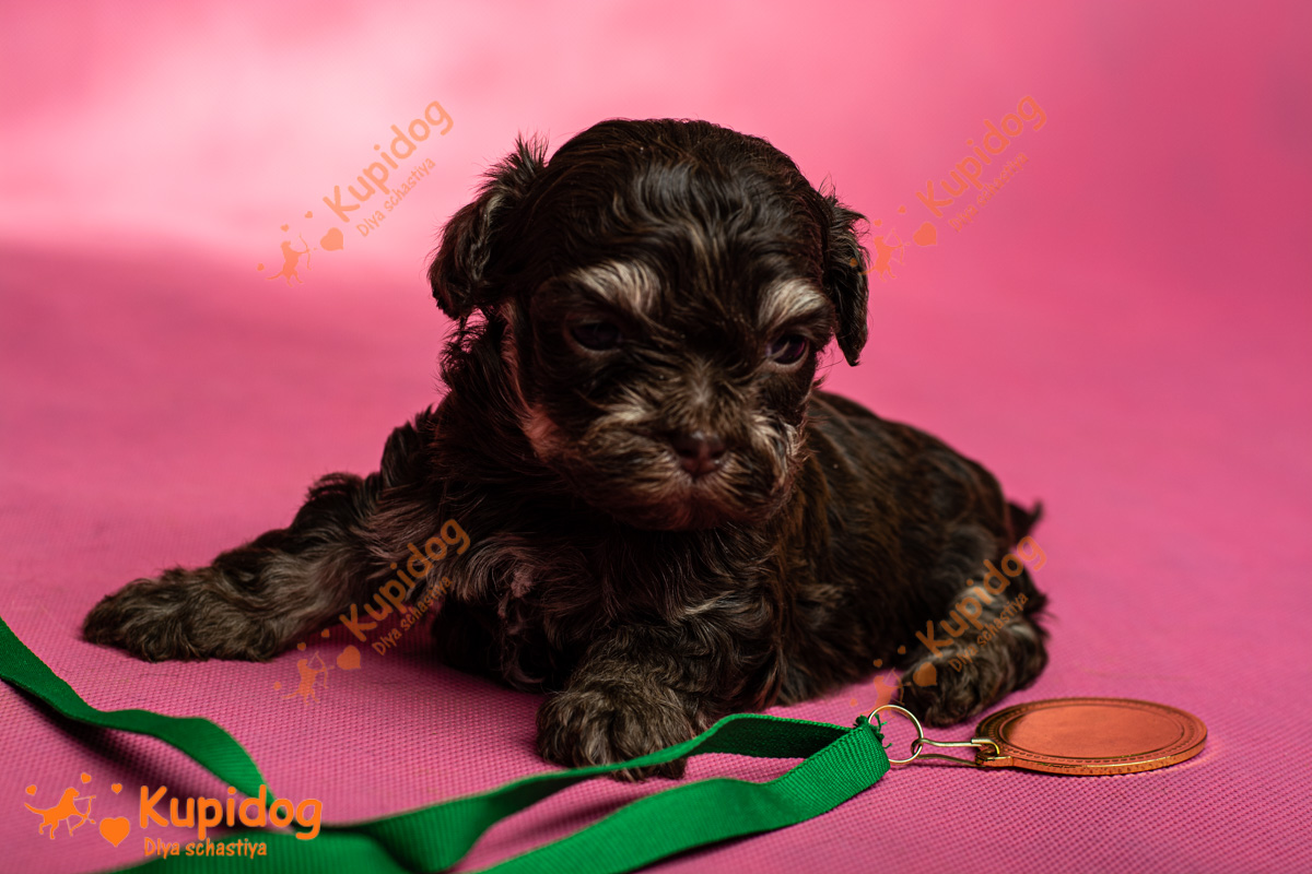 Chiot Bolonka zwetna 04-2024_5