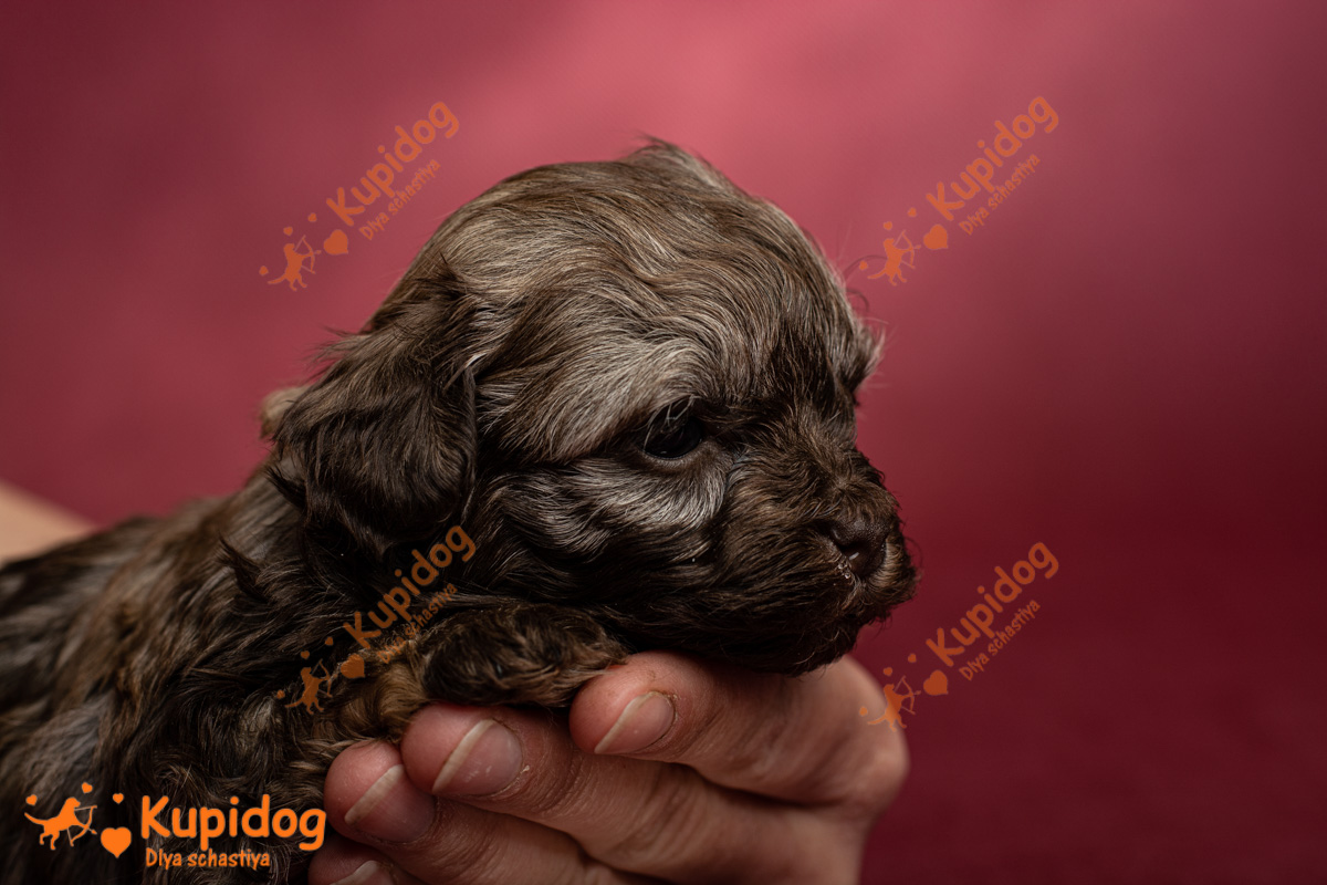 Chiot Bolonka zwetna 04-2024_1