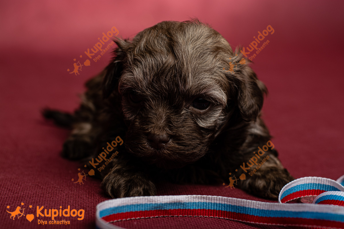 Chiot Bolonka zwetna 04-2024_1