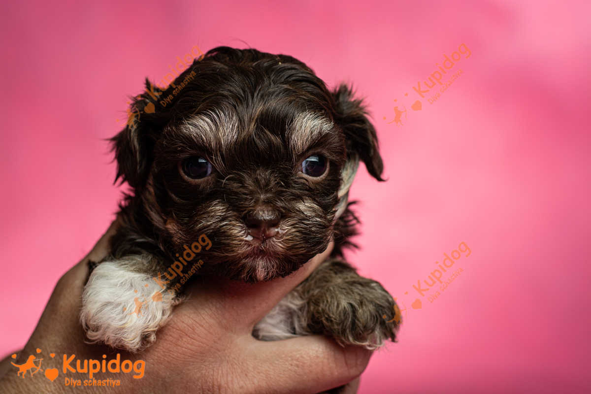 Chiot Bolonka zwetna 04-2024_2