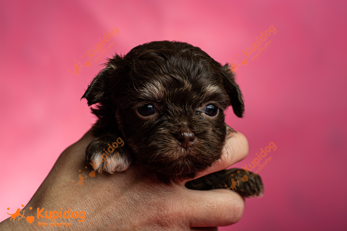 Puppy Bolonka Zwetna  04-2024_4