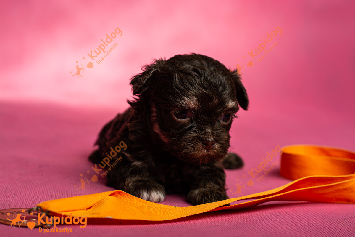 Chiot Bolonka zwetna 04-2024_4