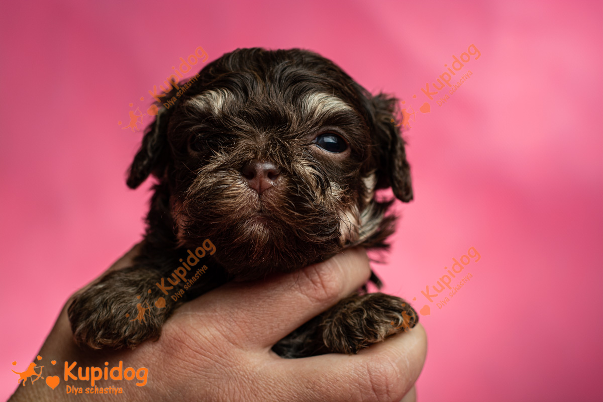 Puppy Bolonka Zwetna  04-2024_5