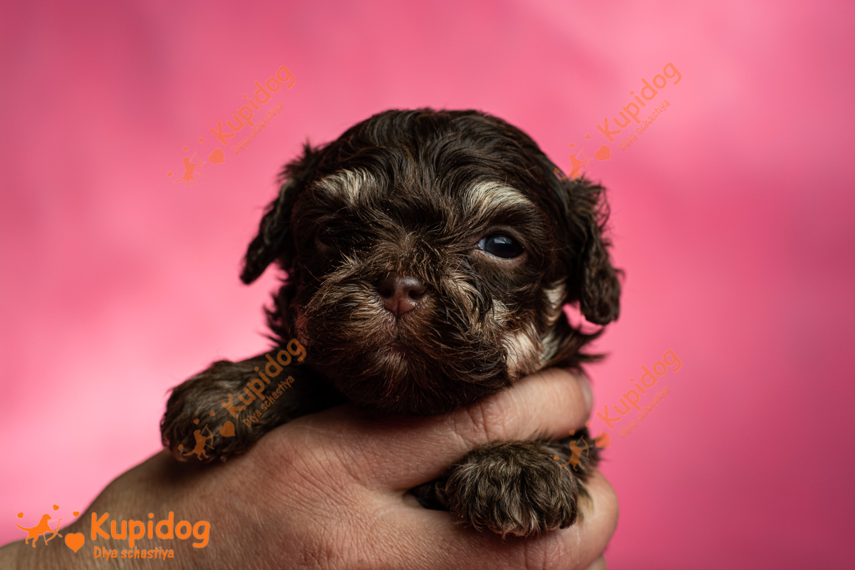 Chiot Bolonka zwetna 04-2024_5