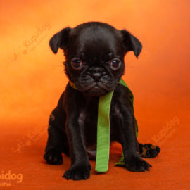 Buy black pug hotsell