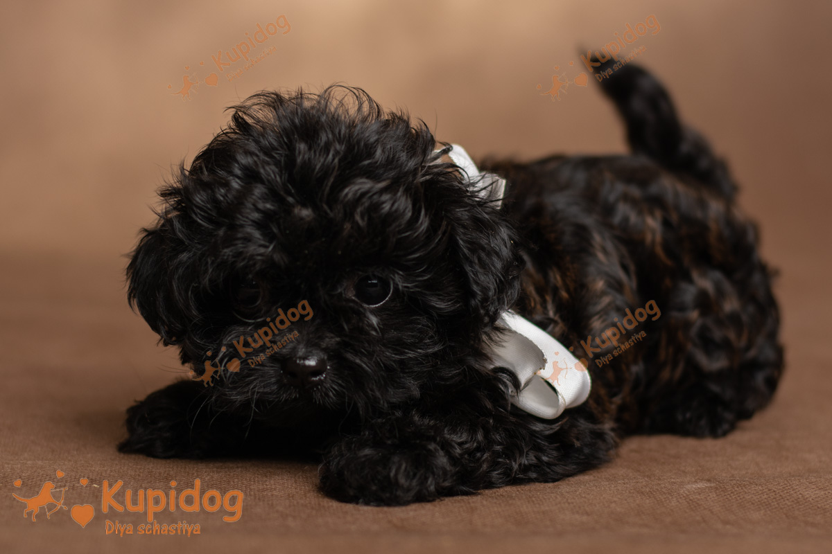 Русская цветная болонка 09-2024_2